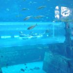 Аквапарк «Aquaventure» в отеле Атлантис в Дубае